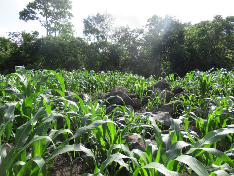 corn grows better with rocks nearby